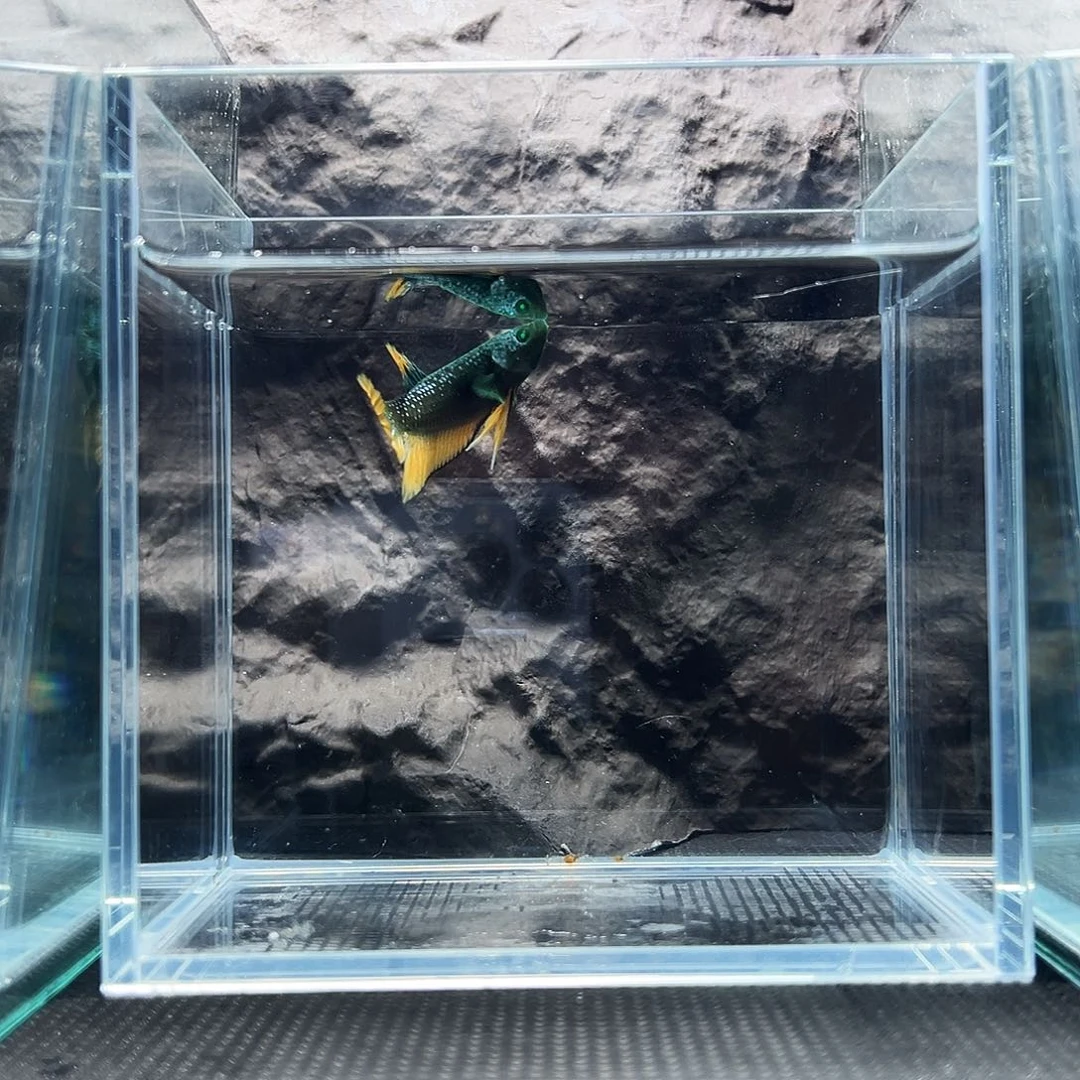 斗鱼精品精品精品精品精品