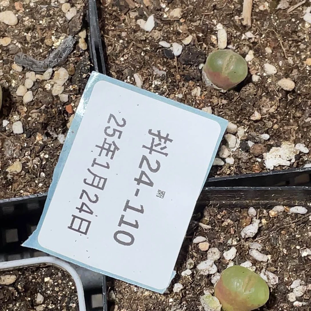 24-110小粉女多肉植物