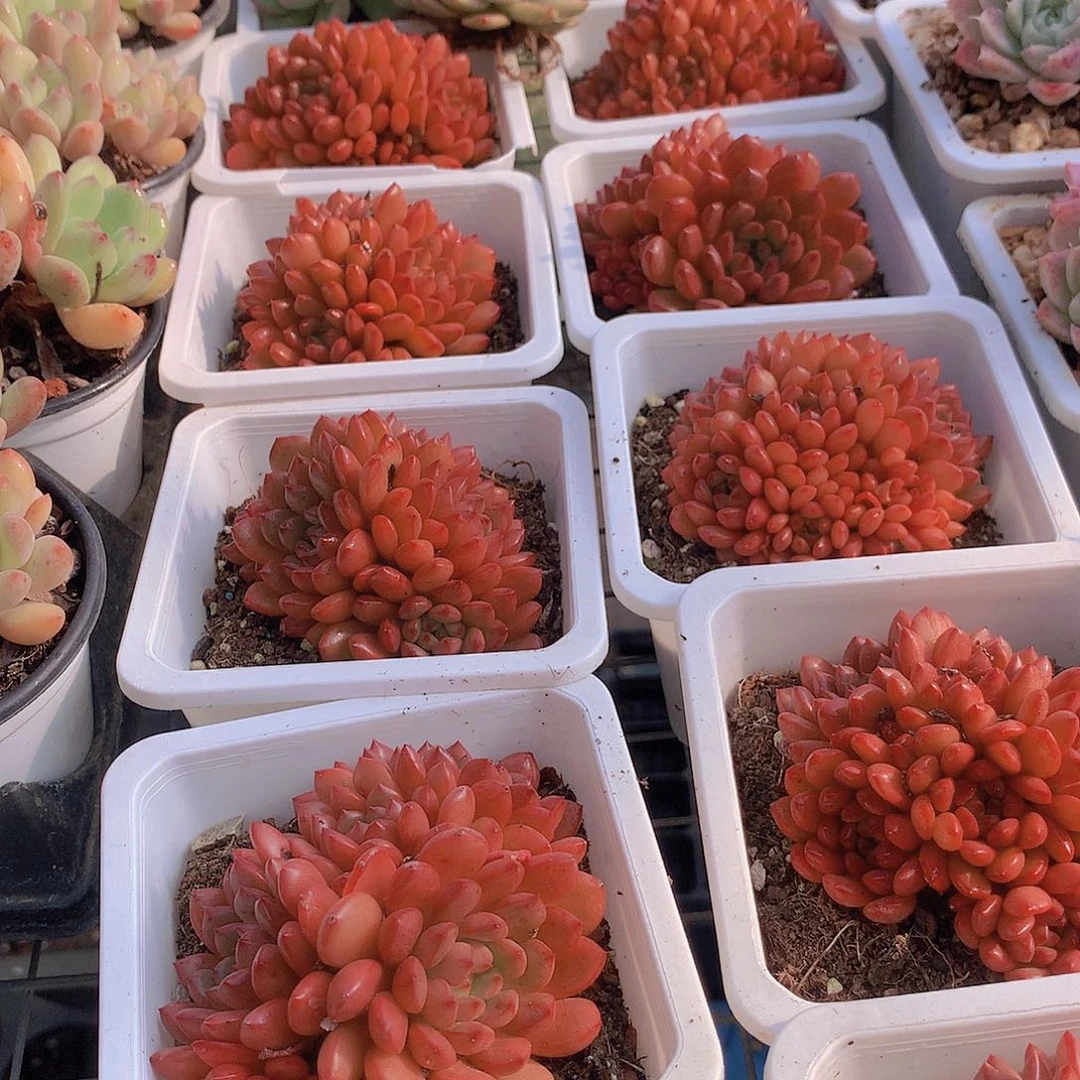 红宝石群4567899900000