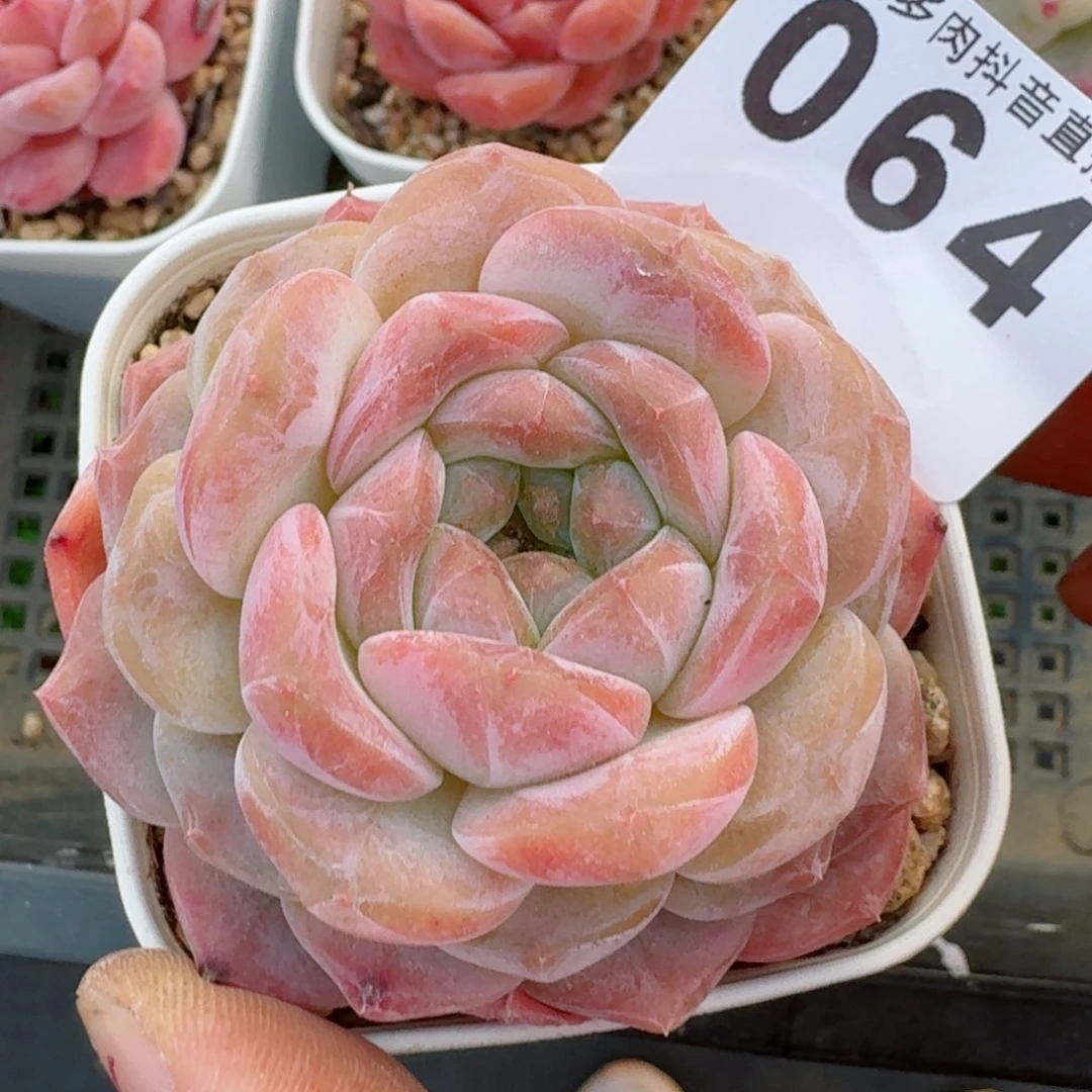 黛玉冰魄         多肉植物
