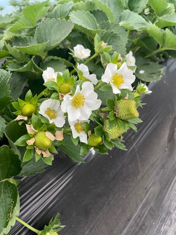 带花草莓苗盆栽阳台庭院种植四季开花结果