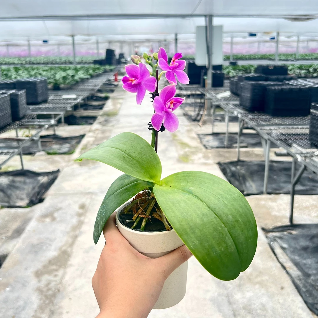 蝴蝶兰【香奈儿】带盆发货3.0寸杯浓香型原生苗农场直发年宵花室内花卉