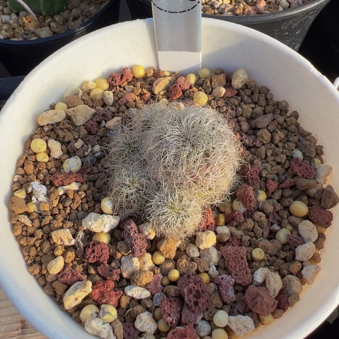 145实生根圣丽斯多肉植物带盆土