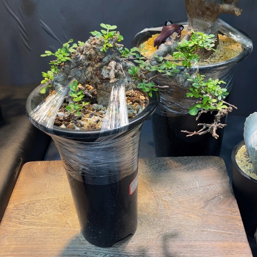 念珠Zzzzzzzzzzzzzzzzzz