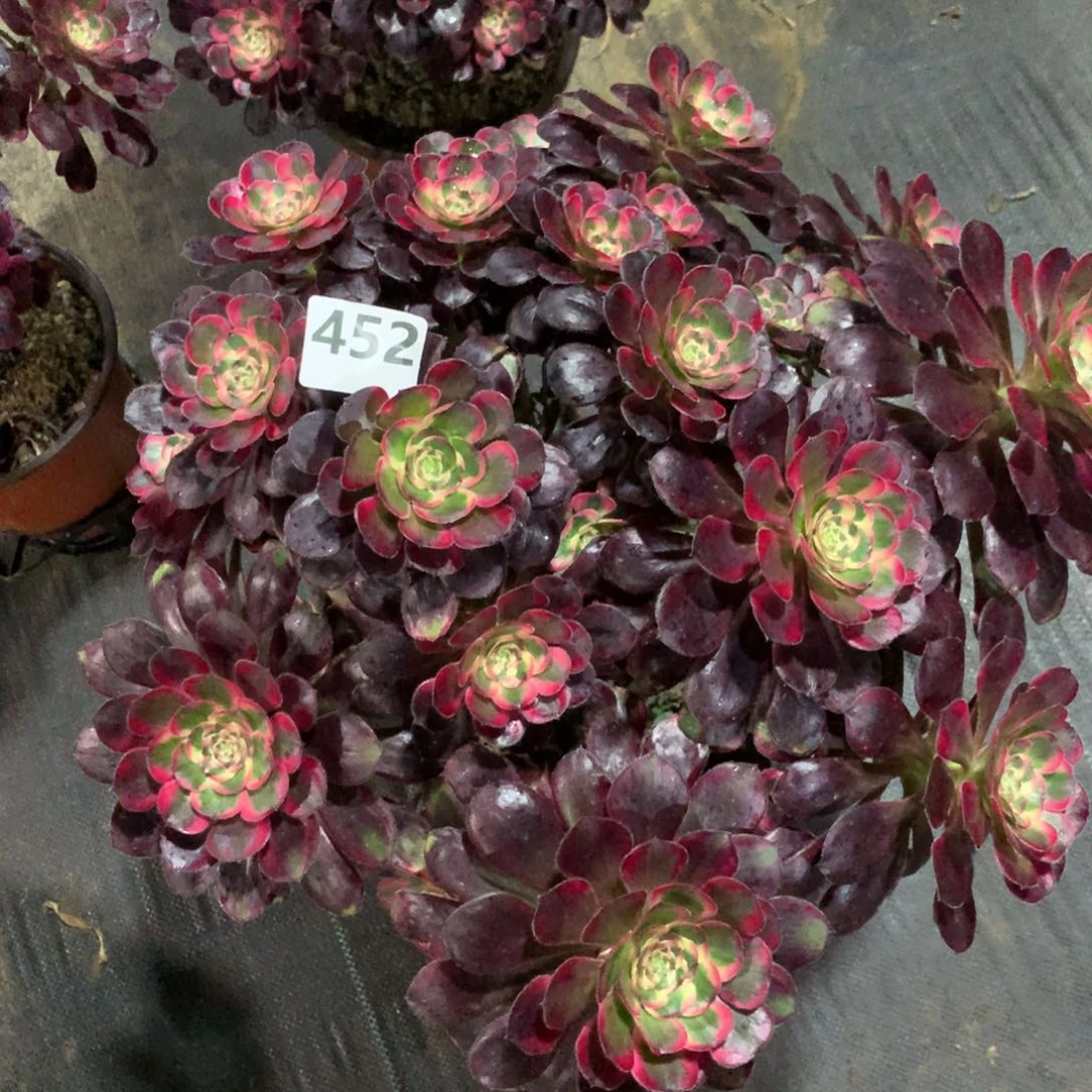 【闪购商品】452丽娜丛林