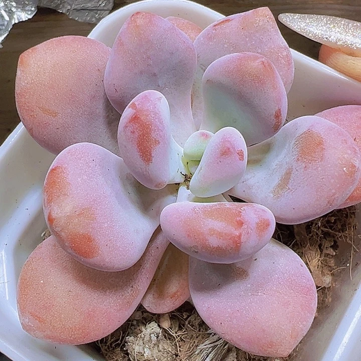 单头粉兔19包邮多肉