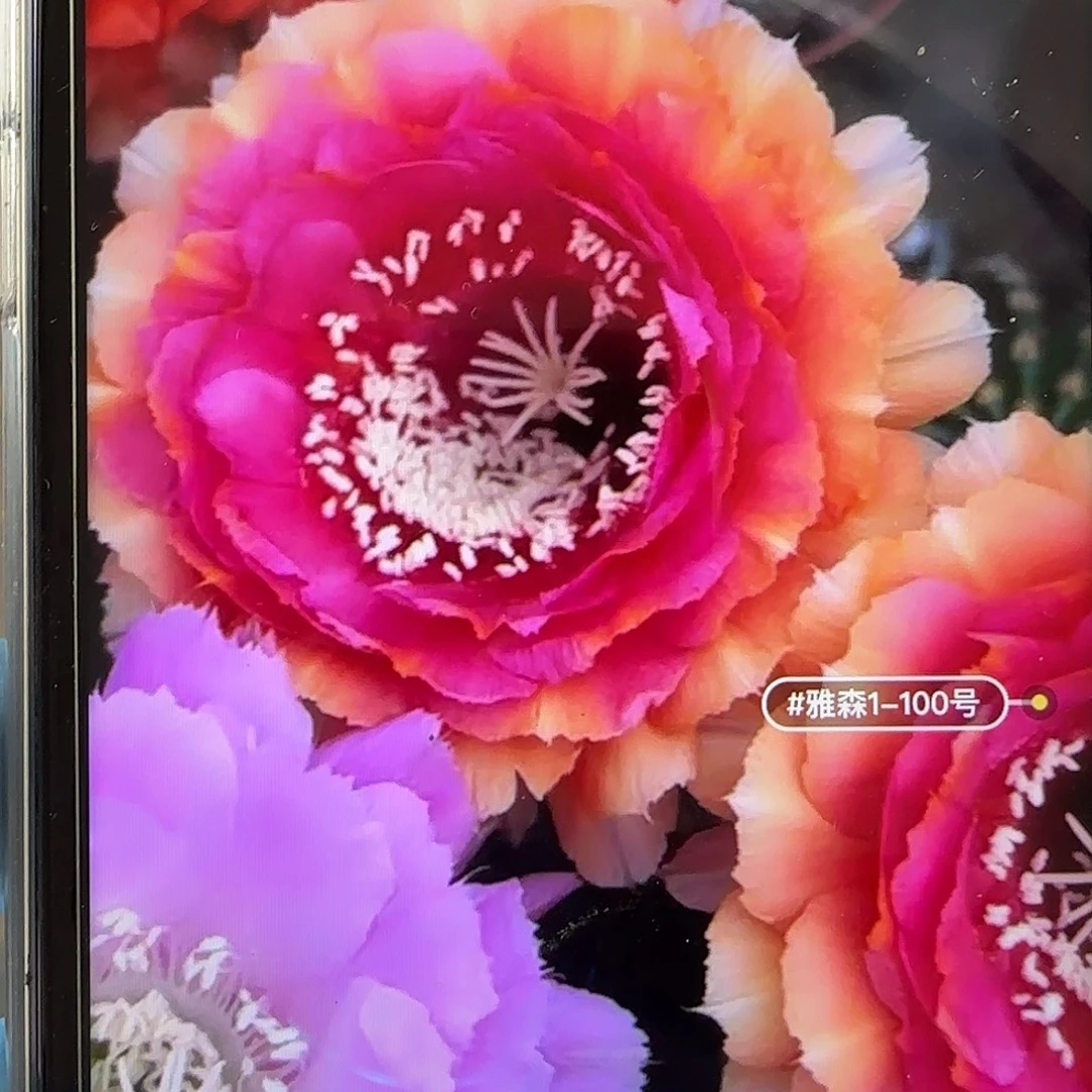 雅森100号自根球7公分左右