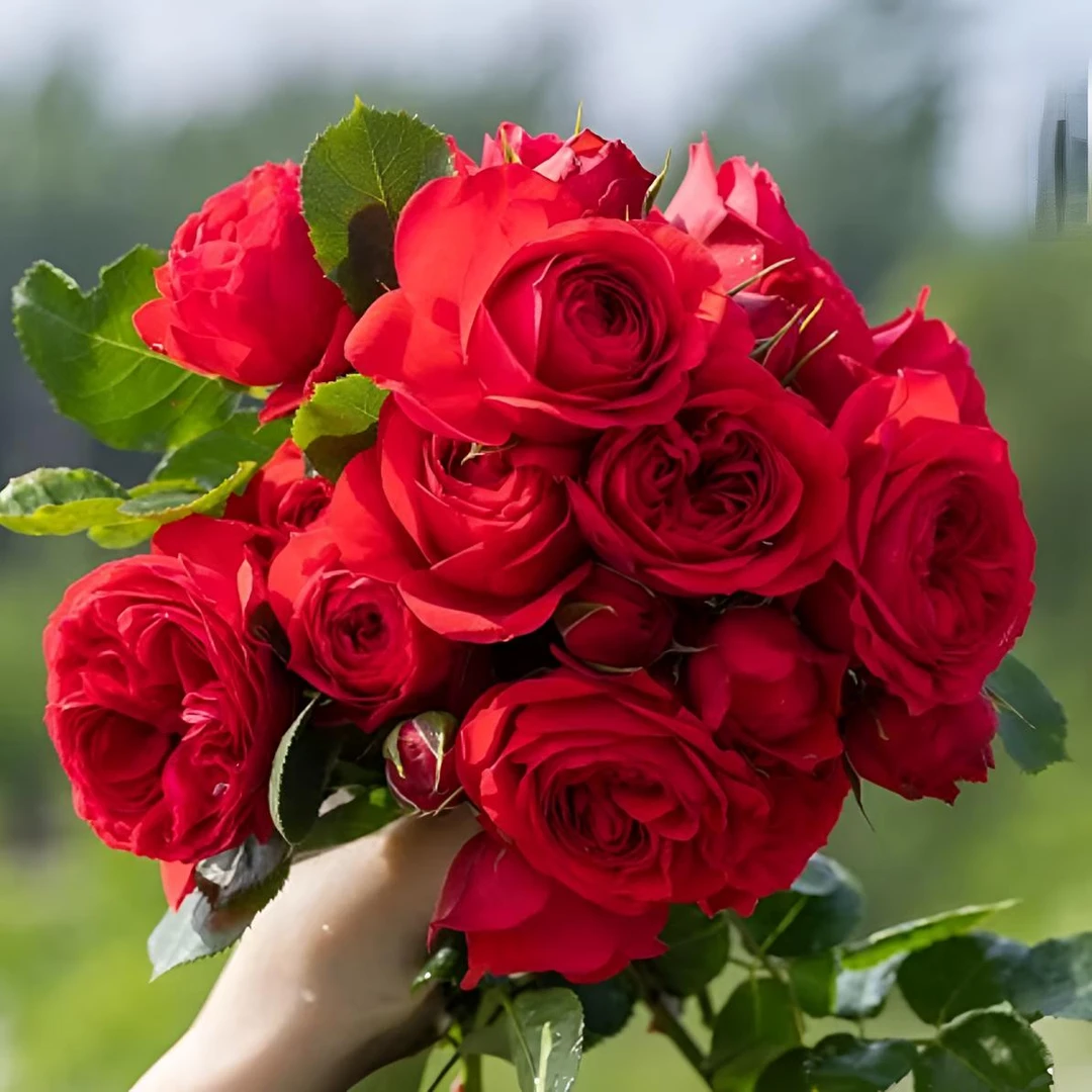 【红苹果】盆栽带花苞发货阳台庭院好养四季开花正红色花