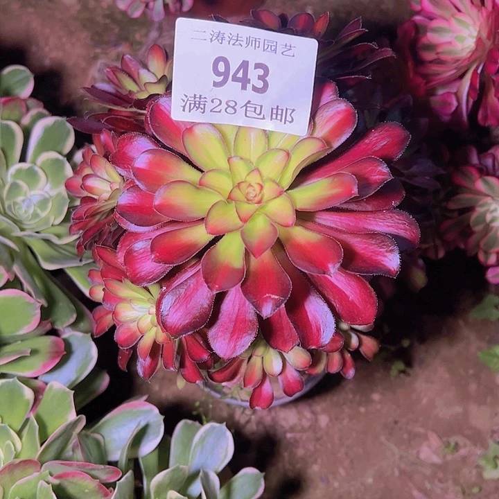 943魅力锦多肉老桩