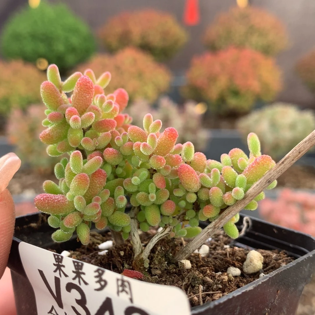 343蜜橘枝干番杏