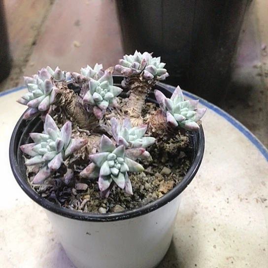 白菊仙女棒仙女棒