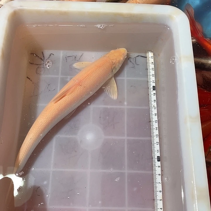 蝴蝶鲤鱼渔场直发101