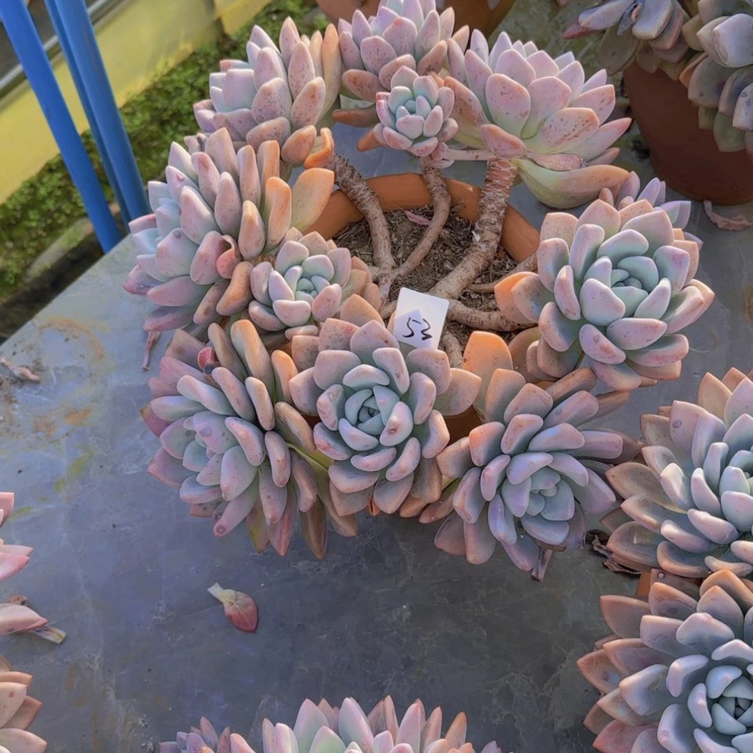 53奥普多肉植物物流