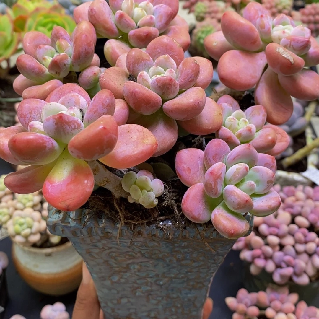 059樱花洛神15cm多肉