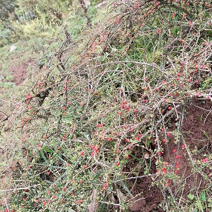 用***1无花朵野生荀子一颗