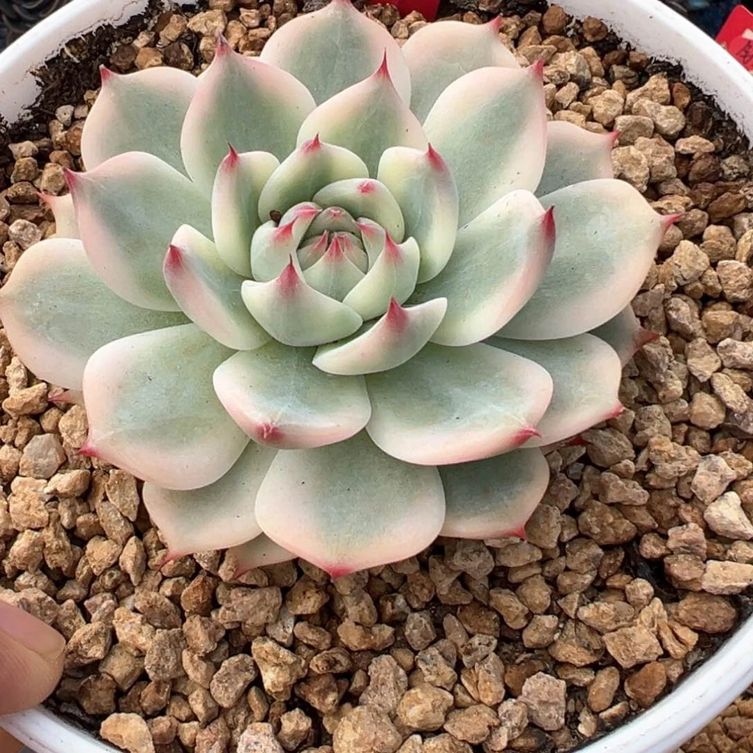 720号吉娃娃锦多肉