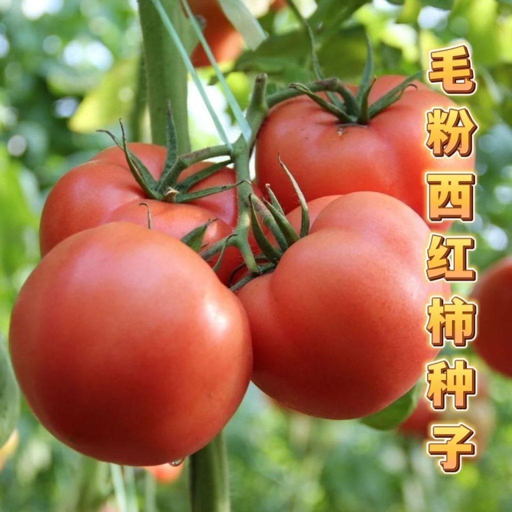 毛粉802西红柿种子老品种西红柿高产种植种子