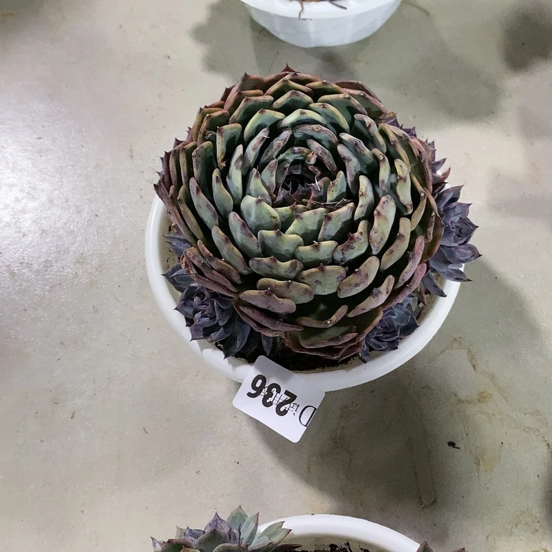 赵***君236蓝色妖姬多肉植物