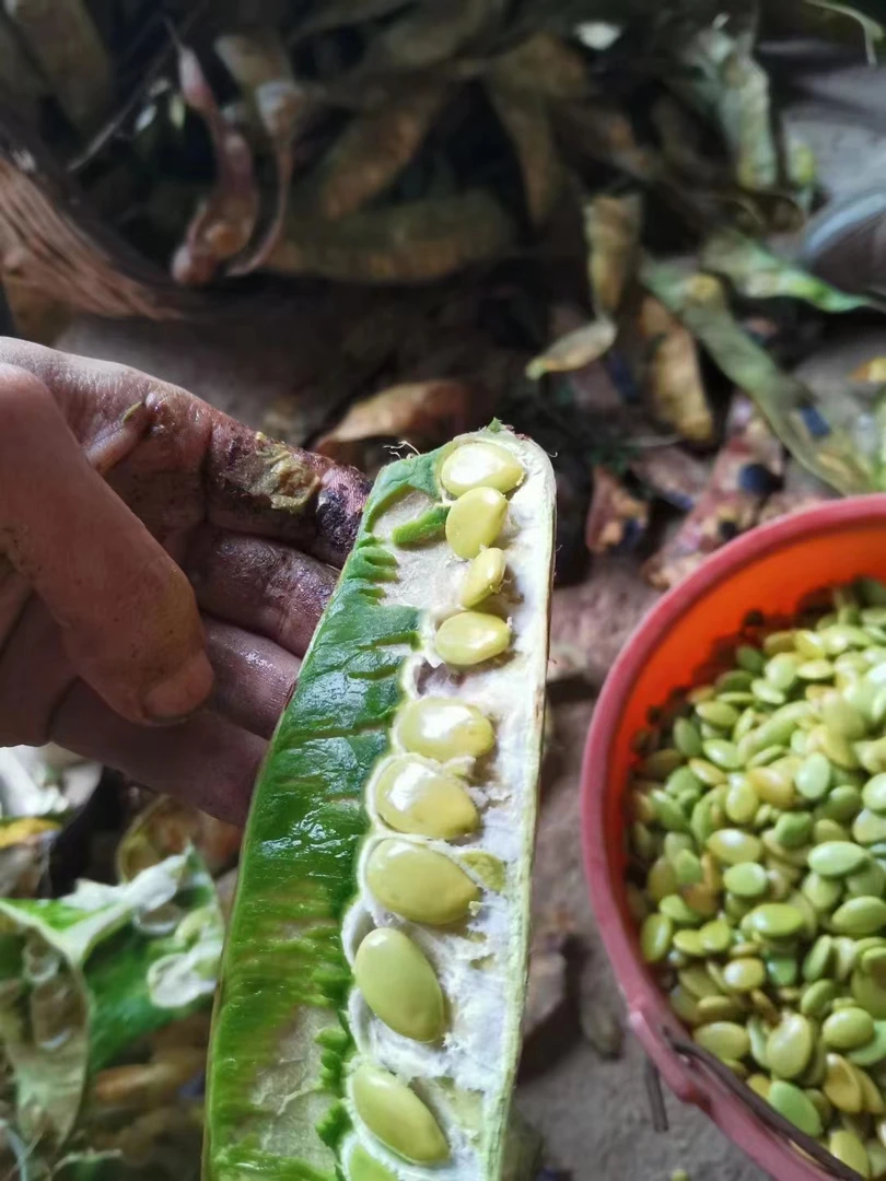 大仙土特产甄选皂角米