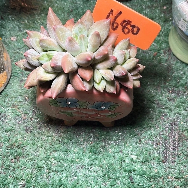 重桉1680号码牌子的话题