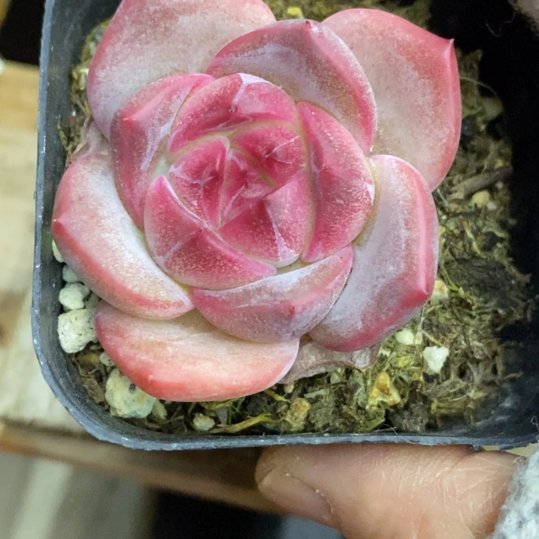 精品多肉一物一拍不包整267