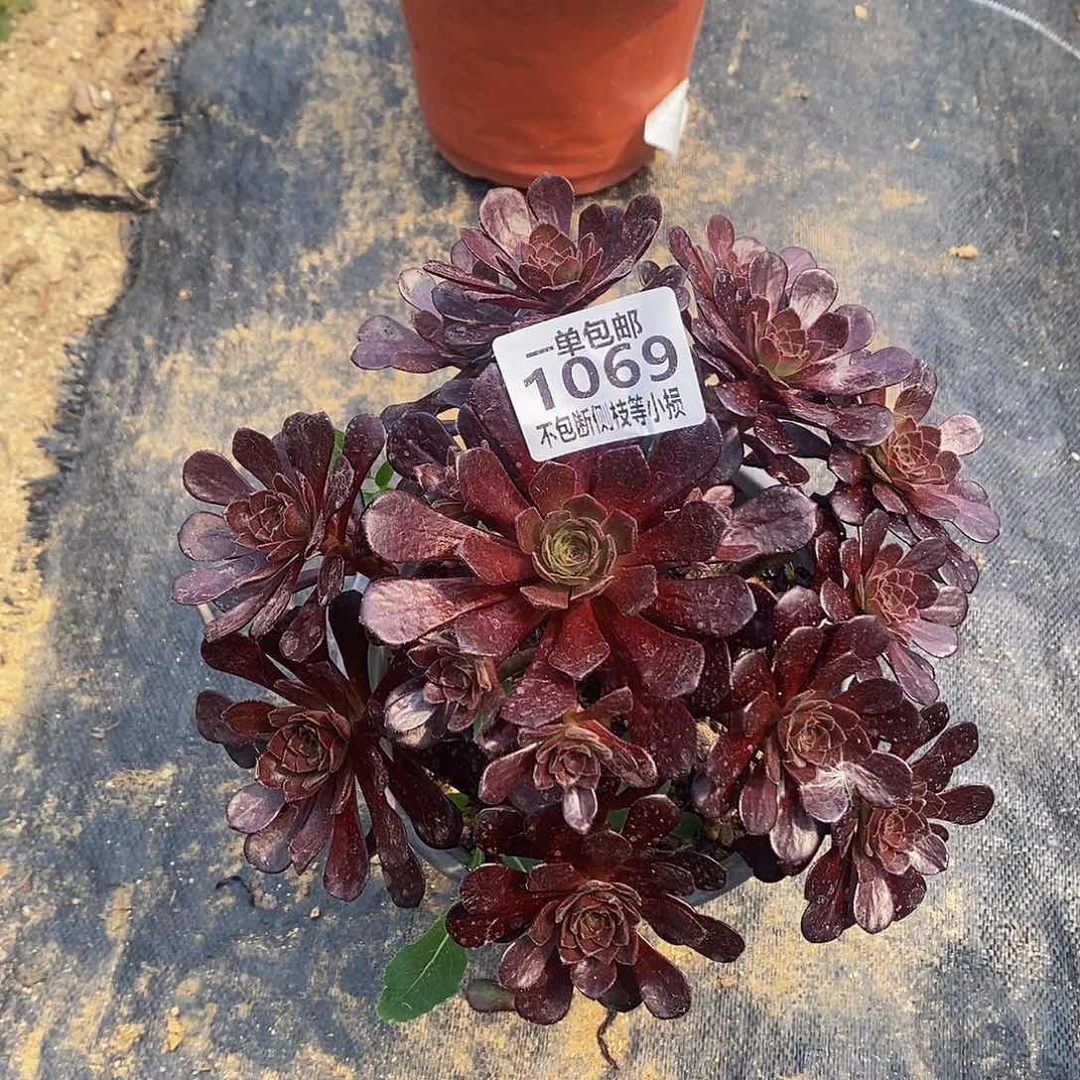 8****)1069黑茶红日多肉法师锦