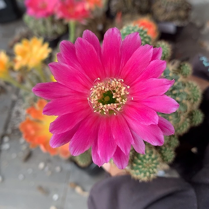 867 侧芽自根丽花6厘米盆