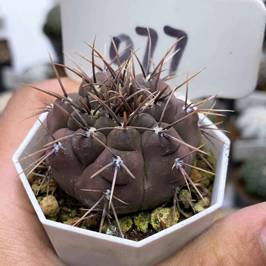 开播后我也不看的话