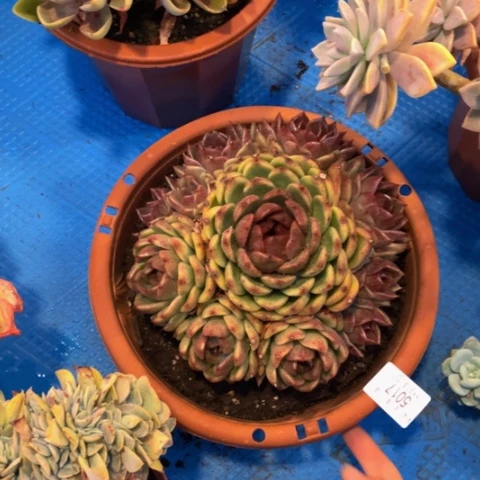 周*5017黑曼巴多肉