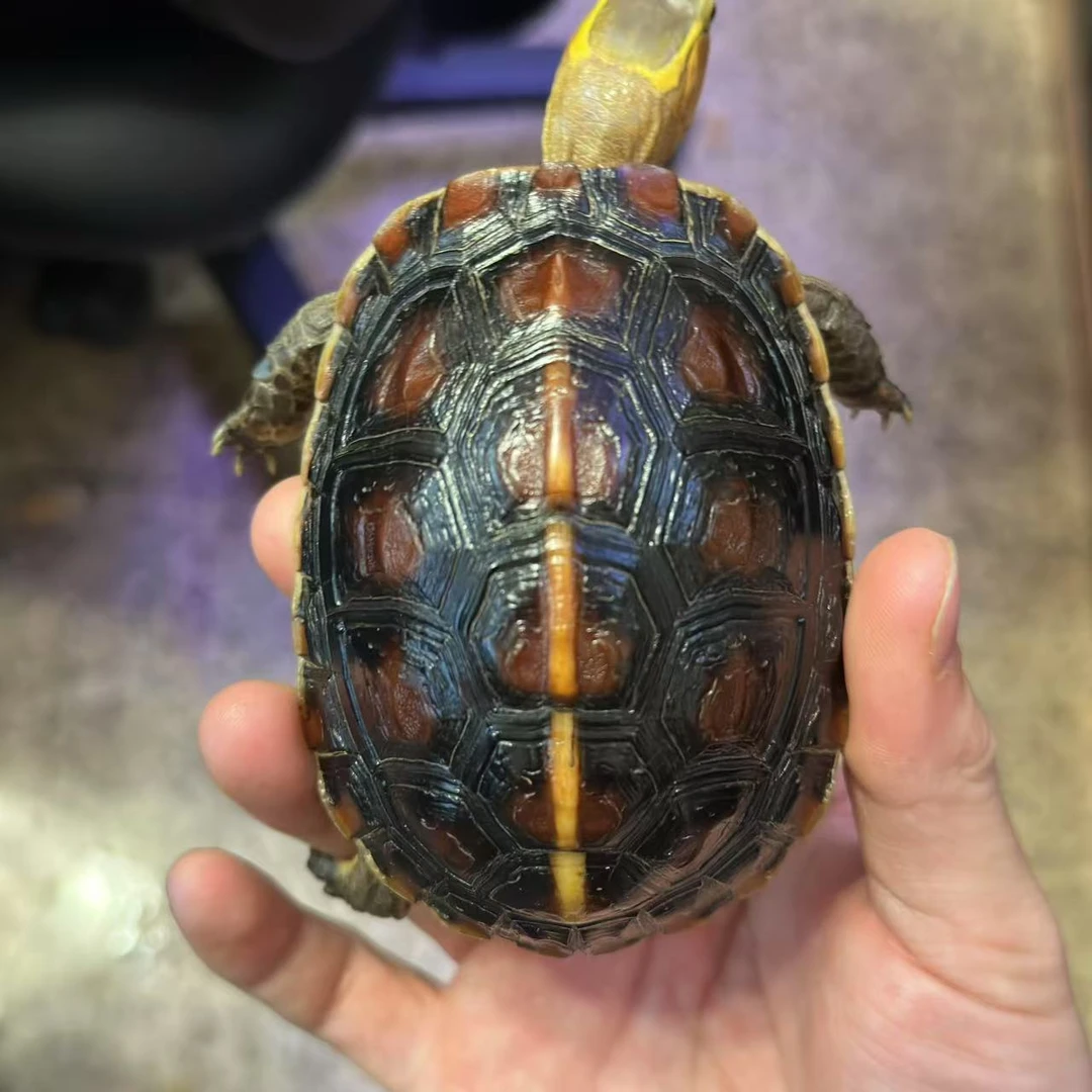 黄缘龟   安缘禄仔  背甲长9.5cm    120克