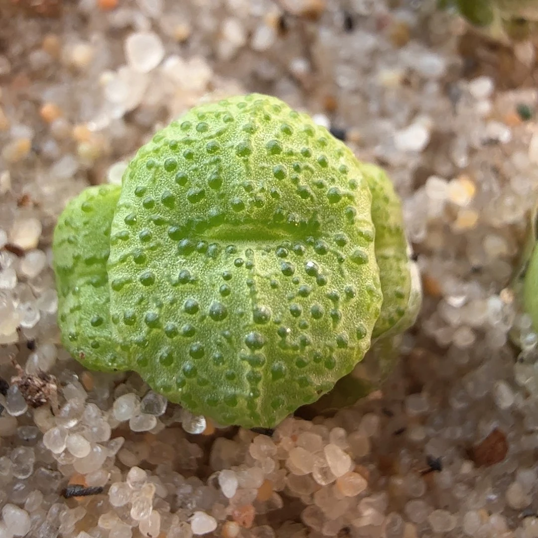 2.18.36/三头火龙果安贞/多肉植物