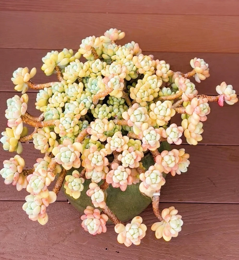 初衷   劳尔 多肉植物阳台庭院 花园植物
