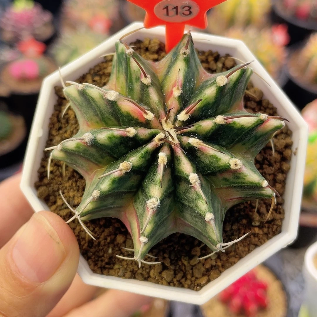 1-113肋骨锦5.7厘米