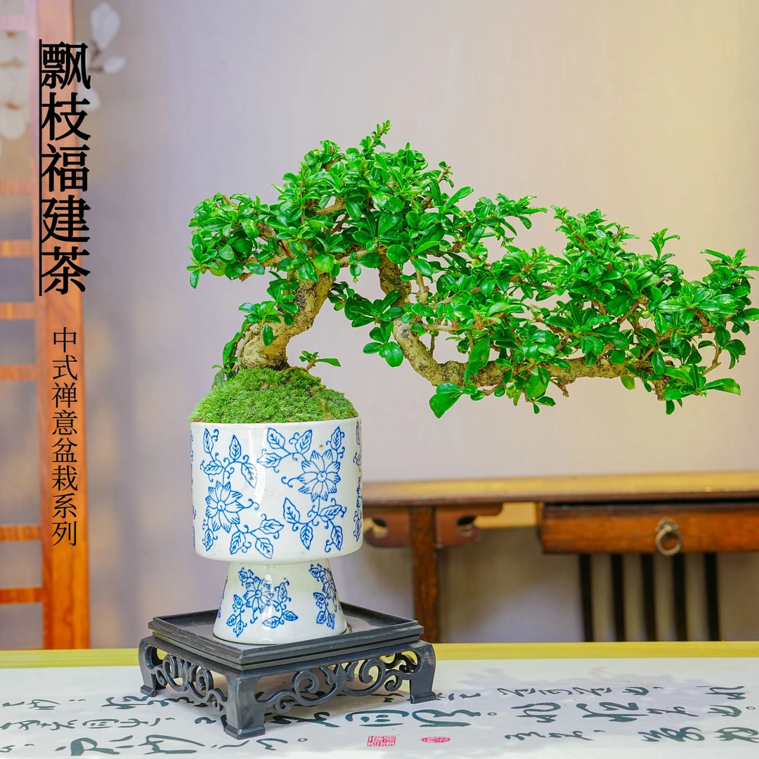 天青色青花瓷盆飘枝大叶福建茶室内盆景盆栽造型艺术绿植摆件好养