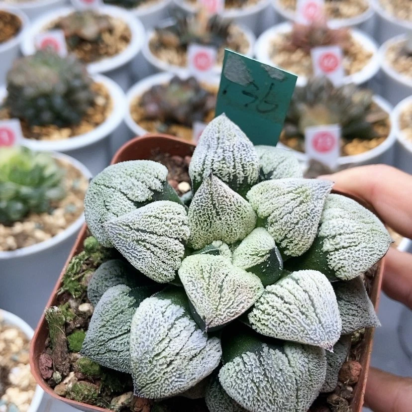 【闪购商品】136雪之理