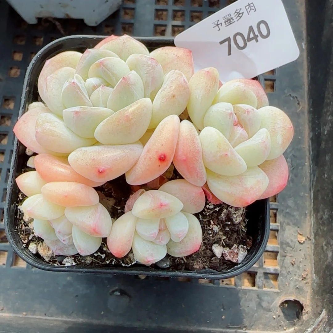 冰玉无砍，7040多肉植物