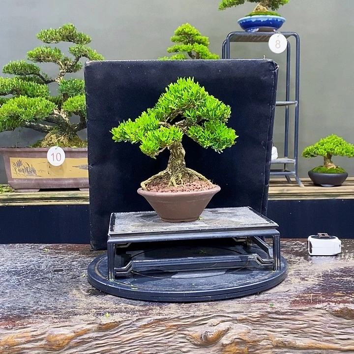无花朵黄杨盆景四季常青