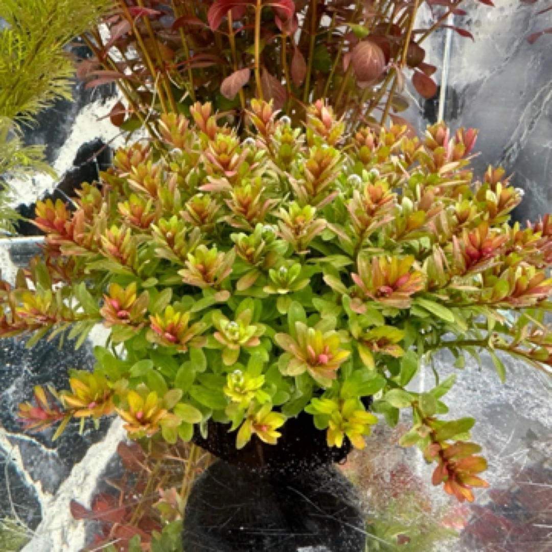 【福利钜惠】【转红头】净水王、十字牛顿坨草，新手养殖，入缸成景