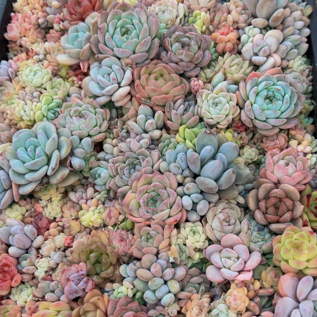 用***2858大大方方方法纯纯粹粹