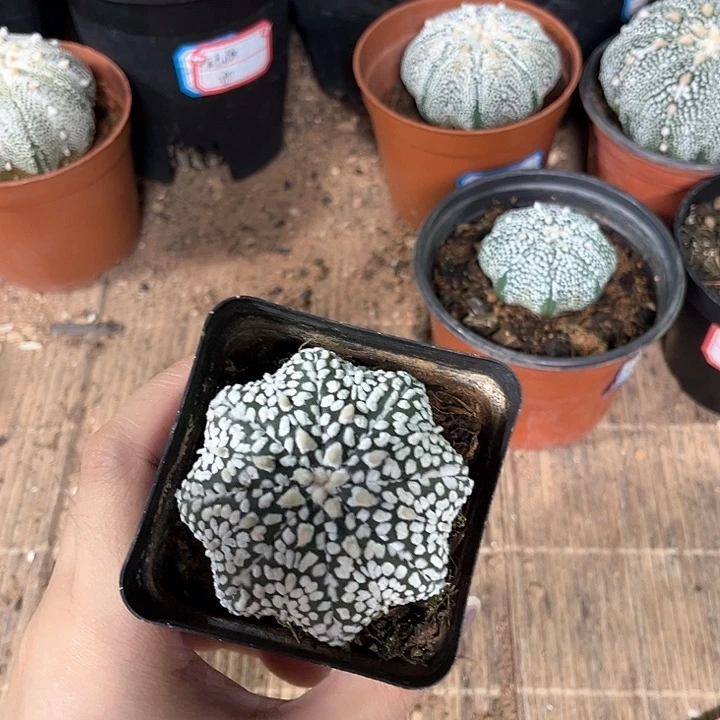 5.8超兜实生一物一拍