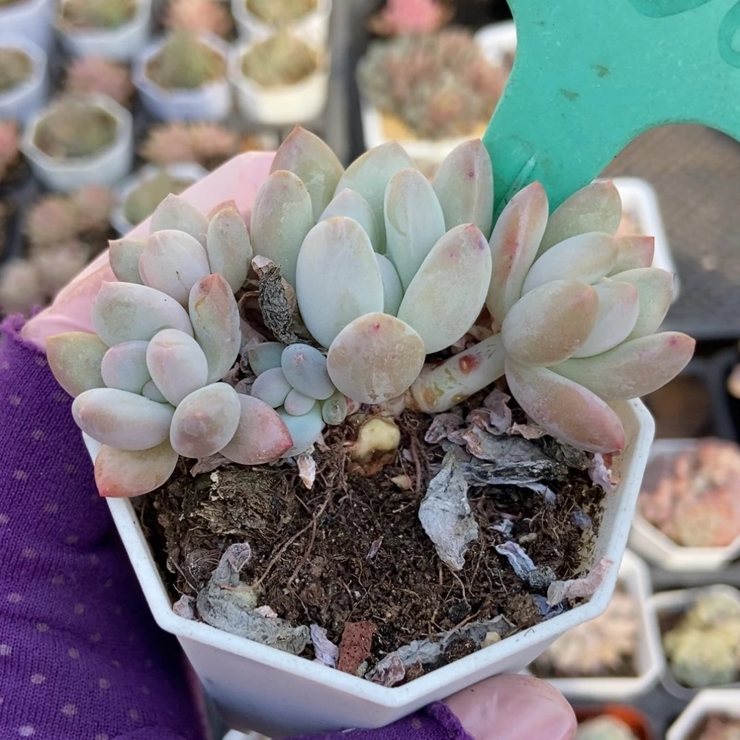 1600福利多肉植物保护