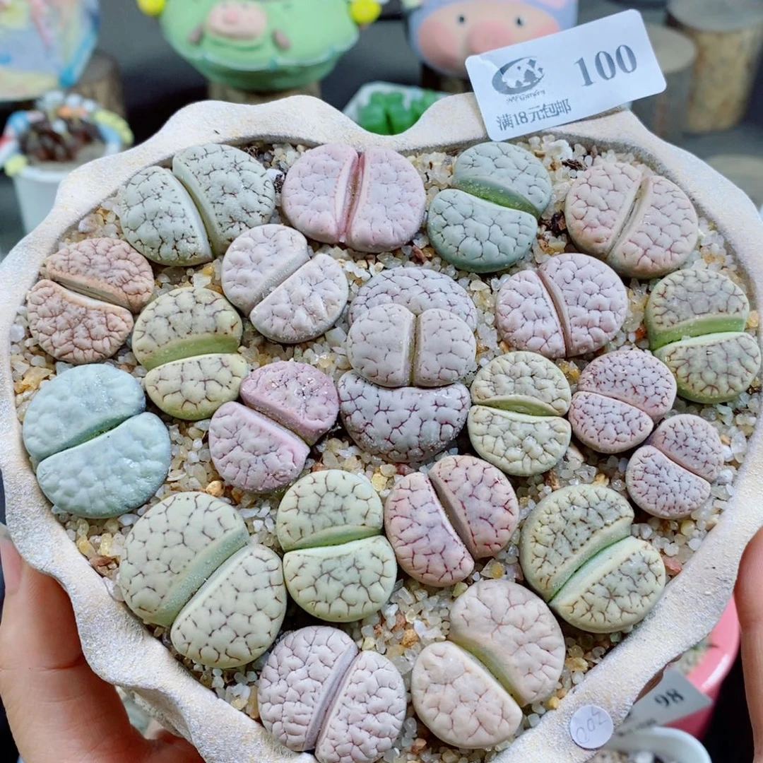 生石花花哈哈哈哈花花100