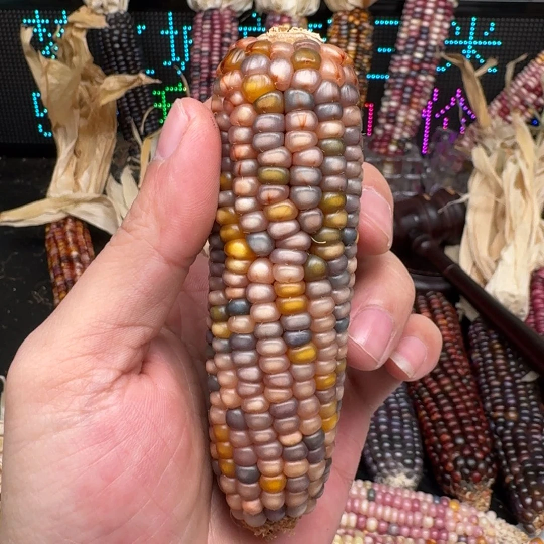 柏香籽/百香籽吊坠梵*山