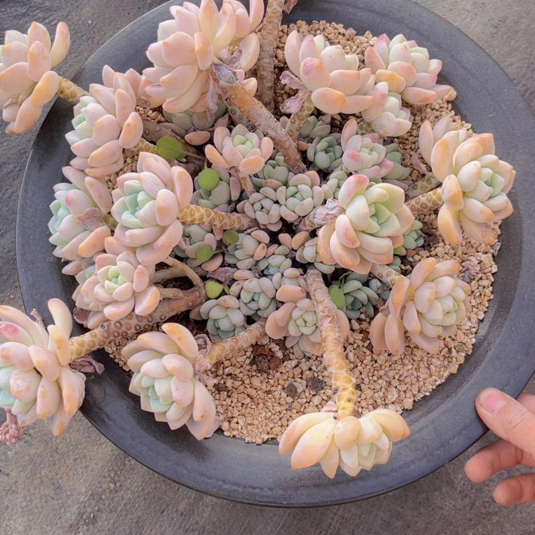 友家多肉一物一拍