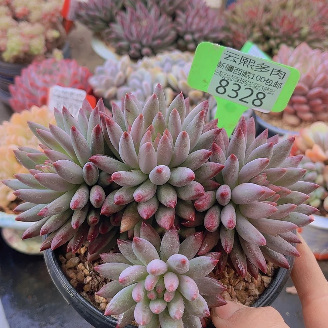 8328虞美人。