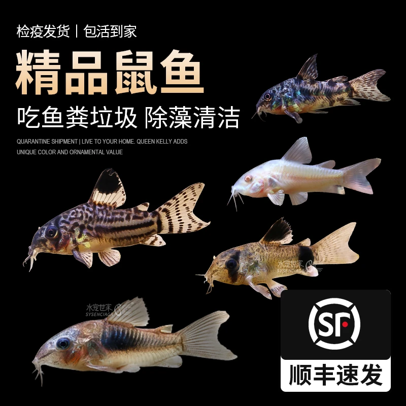 清道夫工具鱼混养花椒鼠珍珠鼠白老鼠鱼清洁鱼清洁鱼观赏鱼白鼠鱼