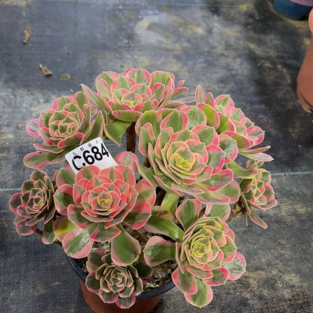 【闪购商品】68400