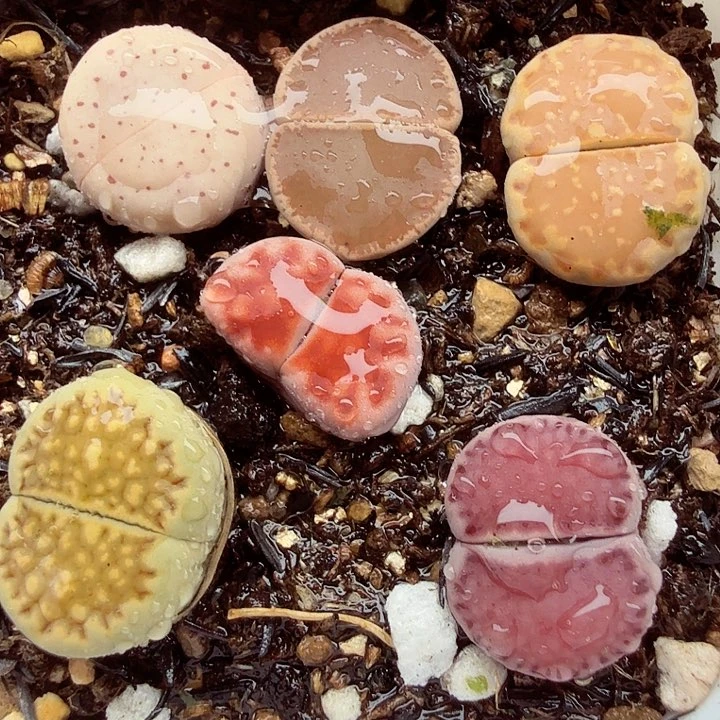 哈哈笑不出话就笑道没790