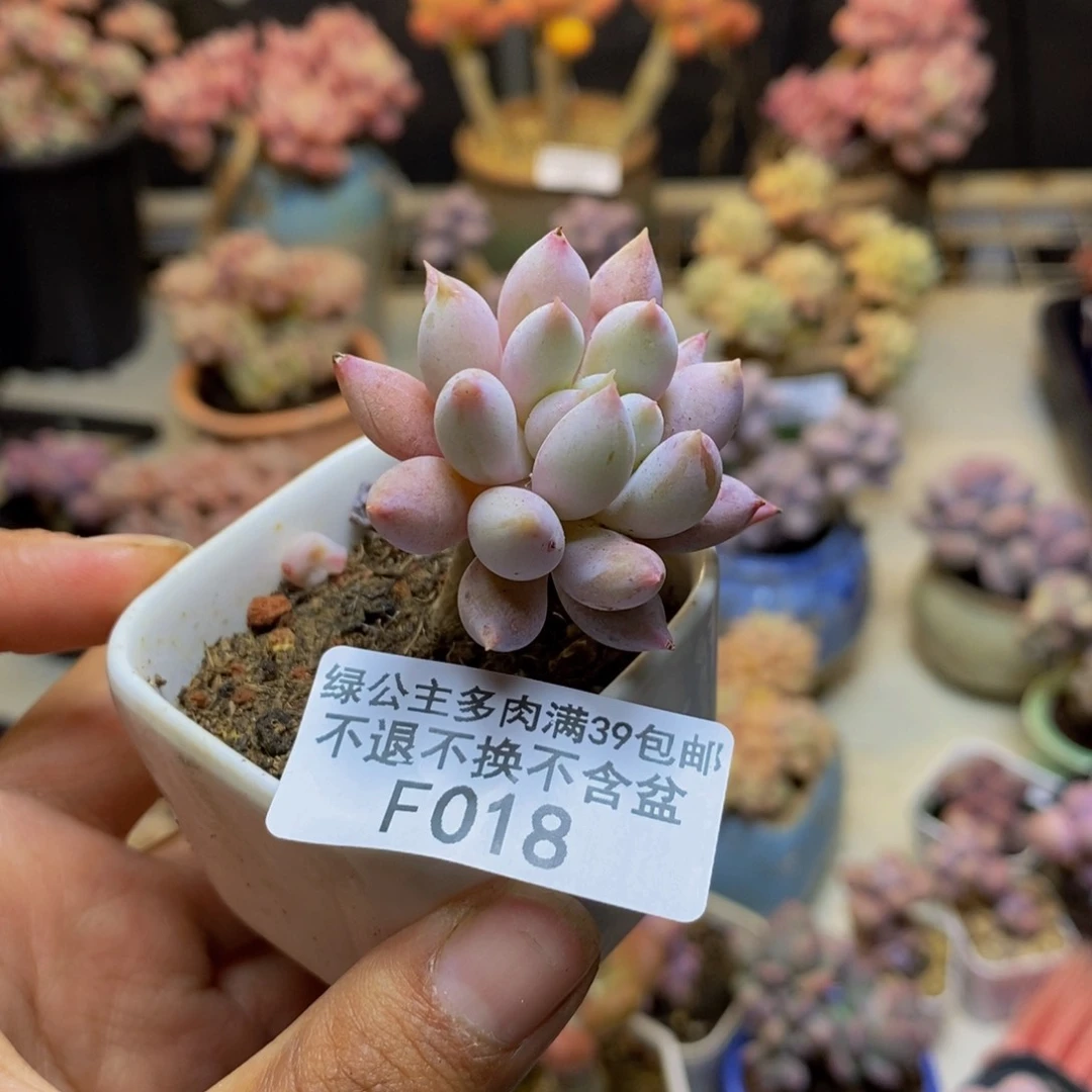 018所罗门多肉3cm