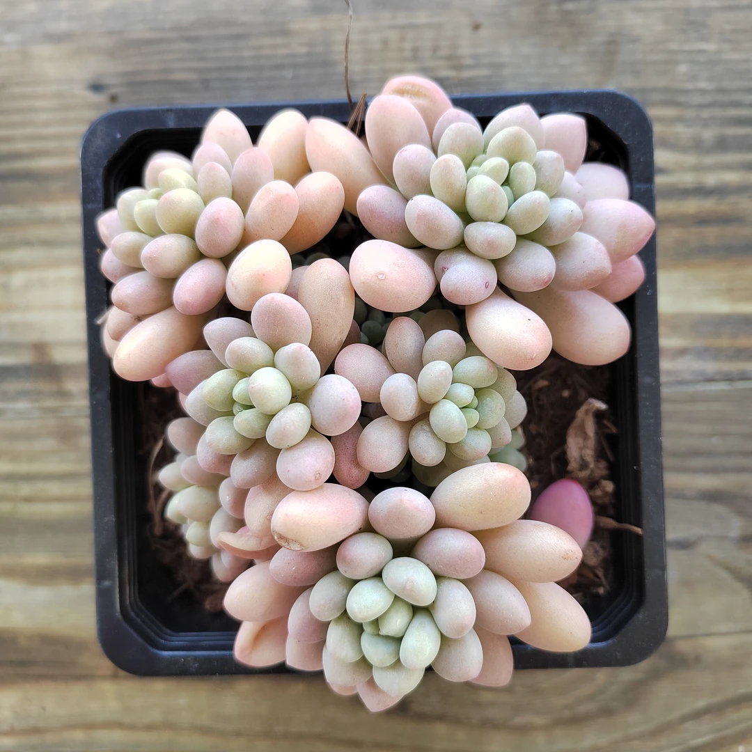 【洛可可多肉 一颗 9.9包邮】阳台露台绿植栽种养护